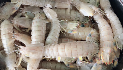 ​皮皮虾怎么做好吃又简单的做法(皮皮虾怎么做好吃？这5种做法，每种都简单美味