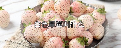 ​日本白色的草莓是什么品种水果 日本白草莓叫什么品种
