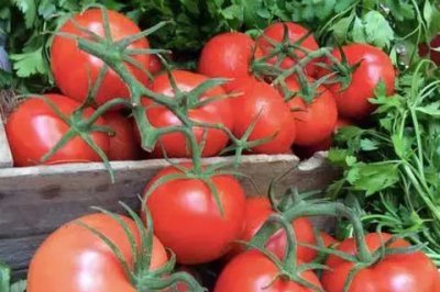 ​西红柿种植技术与管理方法（番茄的高产种植技术及科学管理方法）