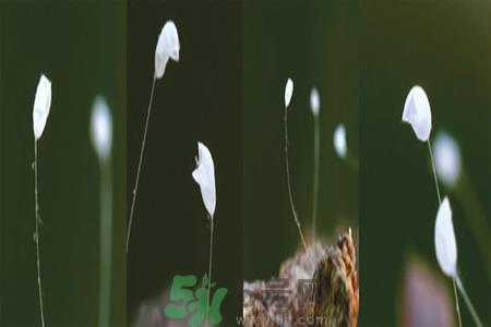 优昙花是什么花?优昙花现实中有吗? 优昙花是什么花?优昙花现实中有吗?