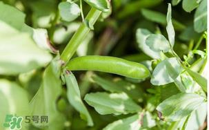 什么人不能吃蚕豆?吃蚕豆的禁忌人群 什么人不能吃蚕豆?吃蚕豆的禁忌人群