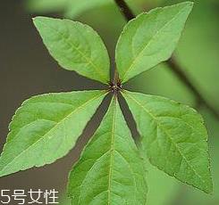 刺五加能给孕妇吃吗?孕妇能吃刺五加吗? 刺五加能给孕妇吃吗?孕妇能吃刺五加吗?