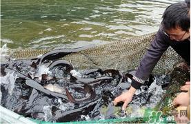 鸭嘴鱼多少钱一斤?野生鸭嘴鱼多少钱一斤? 鸭嘴鱼多少钱一斤?野生鸭嘴鱼多少钱一斤?