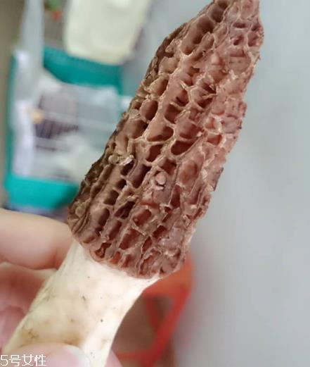 羊肚菌是什么东西?羊肚菌能吃吗? 羊肚菌是什么东西?羊肚菌能吃吗?