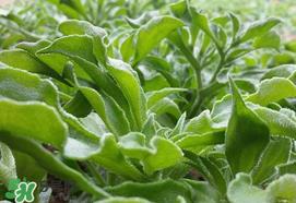 冰菜什么季节种植?冰菜怎么种植? 冰菜什么季节种植?冰菜怎么种植?