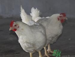 肉鸡多少钱一斤?肉鸡价格行情 肉鸡多少钱一斤?肉鸡价格行情