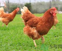 肉鸡多少钱一斤?肉鸡价格行情 肉鸡多少钱一斤?肉鸡价格行情