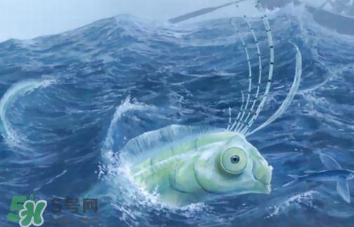 皇带鱼可以吃吗?皇带鱼是带鱼的一种吗 皇带鱼可以吃吗?皇带鱼是带鱼的一种吗