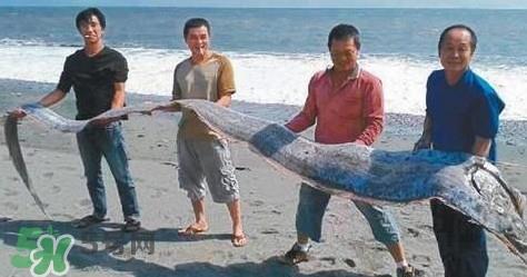 皇带鱼可以吃吗?皇带鱼是带鱼的一种吗 皇带鱼可以吃吗?皇带鱼是带鱼的一种吗