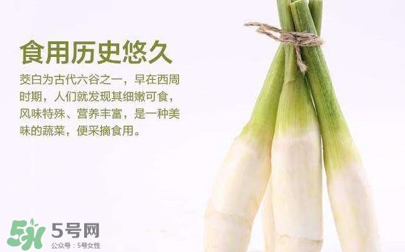 茭白是笋吗?茭白是高笋吗 茭白是笋吗?茭白是高笋吗
