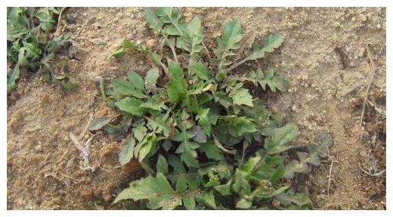 农村春季满地荠菜,你还敢这样吃荠菜吗?吃法不当易中毒!