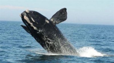 ​南非海怪真面目 白色长毛鱼其实是鲸鱼尸体