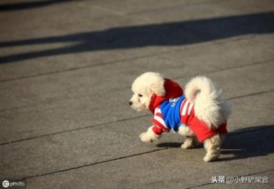 ​五步蛇是保护动物吗？五步蛇多少钱一斤2024