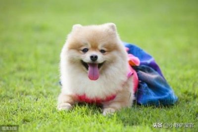 ​卖元宵的小兔子价格？卖元宵的小兔子价格会变动