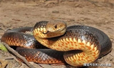 ​世界十大毒蛇，眼镜蛇第一，被咬无药可救，水里的三种也非常恐怖
