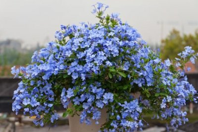 ​一年四季都可以暴晒的花有什么（喜欢高温的5种花）