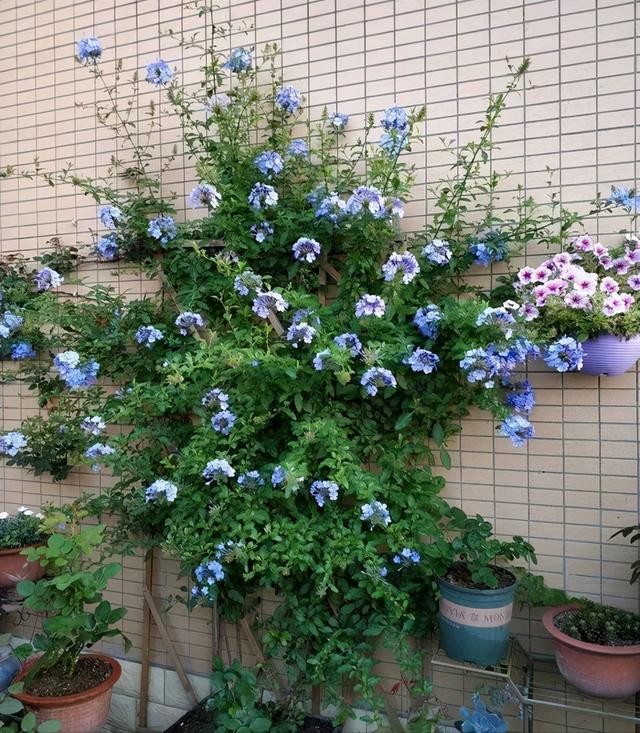 一年四季都可以暴晒的花有什么(喜欢高温的5种花)(11)