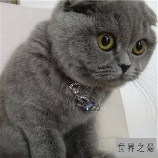 世界十大最漂亮的猫咪,布偶猫的眼眸令人着迷