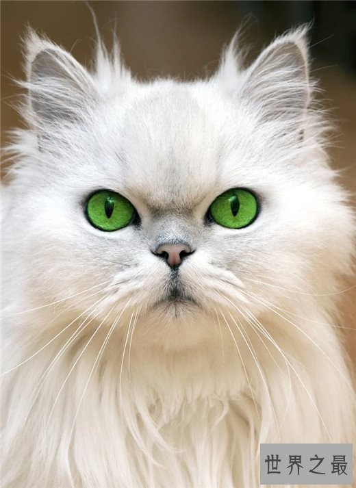世界十大最漂亮的猫咪,布偶猫的眼眸令人着迷