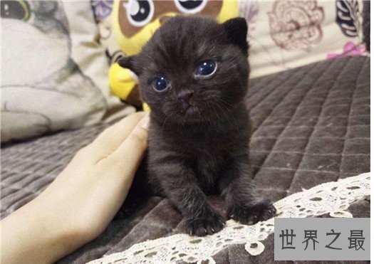 世界十大最漂亮的猫咪,布偶猫的眼眸令人着迷
