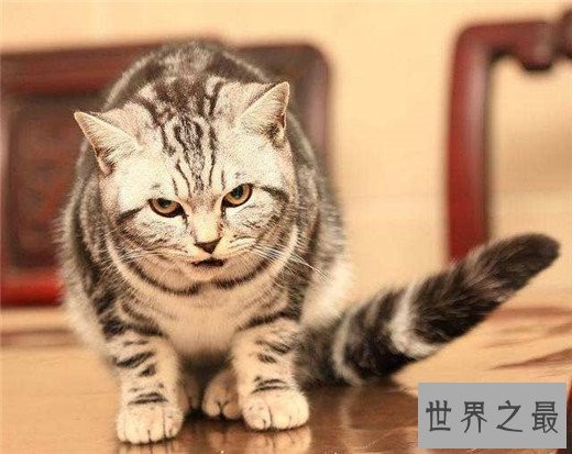 世界十大最漂亮的猫咪,布偶猫的眼眸令人着迷