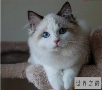 ​世界十大最漂亮的猫咪，布偶猫的眼眸令人着迷