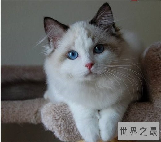 世界十大最漂亮的猫咪,布偶猫的眼眸令人着迷