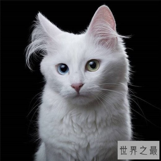世界十大最漂亮的猫咪,布偶猫的眼眸令人着迷