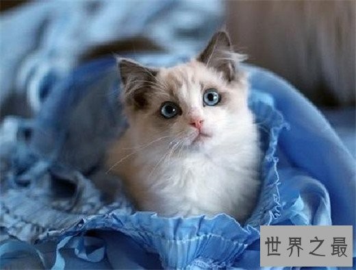 世界十大最漂亮的猫咪,布偶猫的眼眸令人着迷