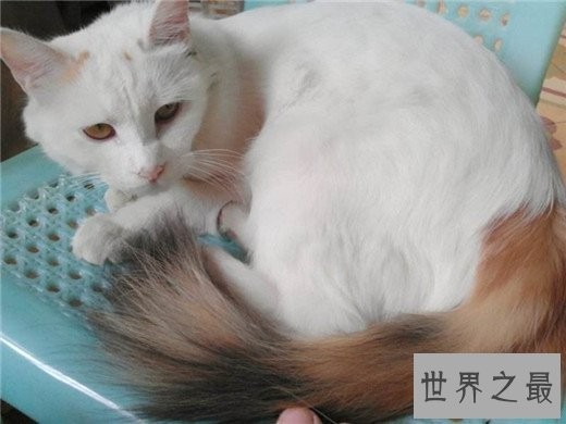 世界十大最漂亮的猫咪,布偶猫的眼眸令人着迷