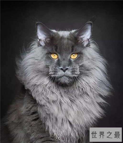 世界十大最漂亮的猫咪,布偶猫的眼眸令人着迷