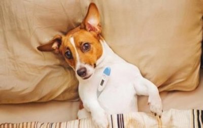 ​狗狗品种卡斯罗？卡斯罗名犬