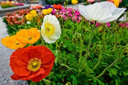 十大国花的排名(10大国花有哪些)插图15