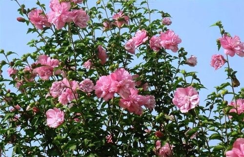 十大国花的排名(10大国花有哪些)插图4