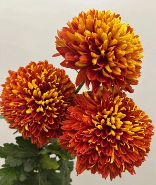 十大国花的排名(10大国花有哪些)插图24
