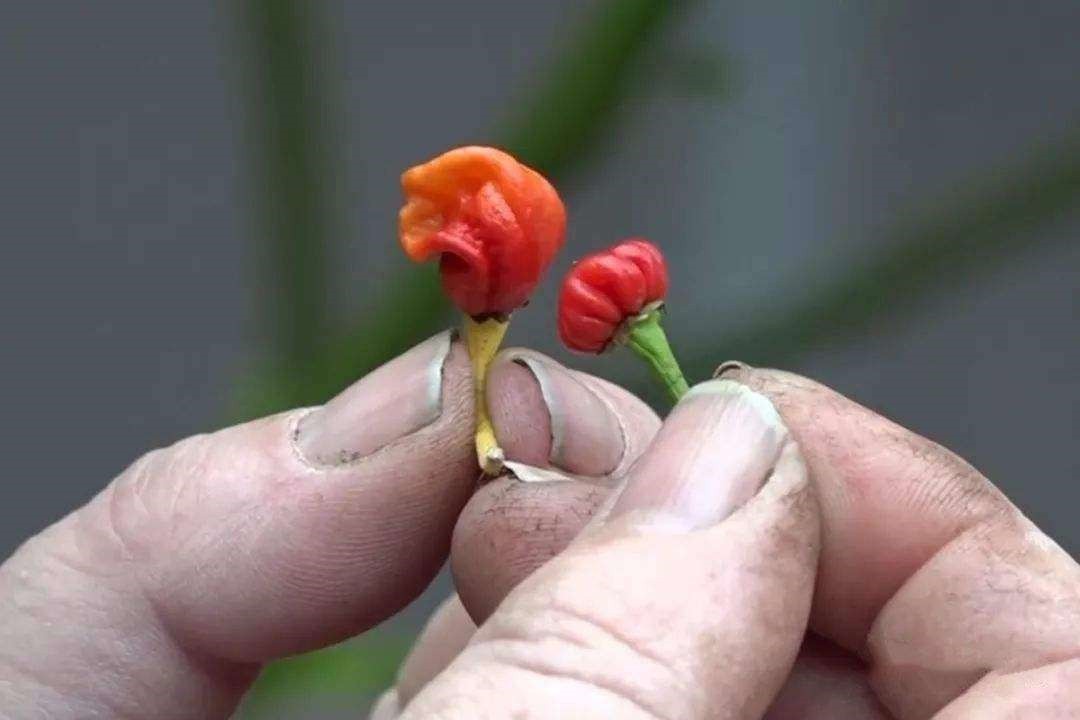 世界上最辣的十大辣椒，印度魔鬼椒被秒成渣，你敢不敢尝一尝？