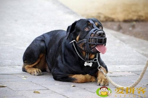 世界上十大禁犬(被禁止饲养10种狗)插图1