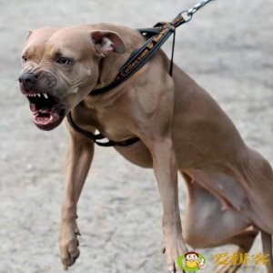 ​ 世界上十大禁犬(被禁止饲养10种狗)