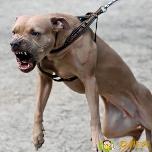 世界上十大禁犬(被禁止饲养10种狗)插图