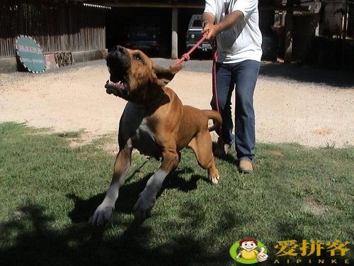 世界上十大禁犬(被禁止饲养10种狗)插图5