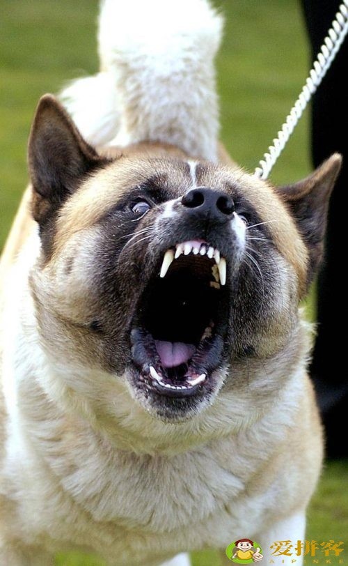 世界上十大禁犬(被禁止饲养10种狗)插图7