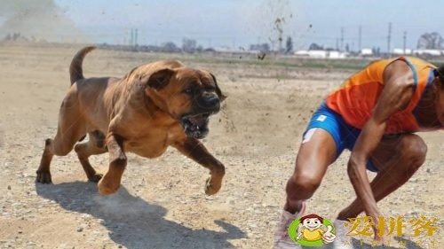 世界上十大禁犬(被禁止饲养10种狗)插图6