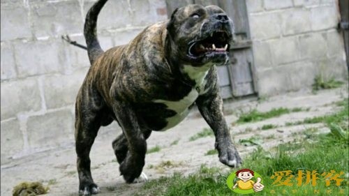 世界上十大禁犬(被禁止饲养10种狗)插图3