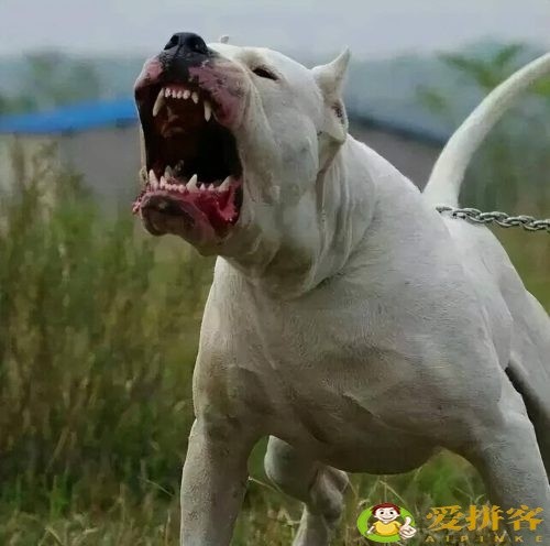 世界上十大禁犬(被禁止饲养10种狗)插图4