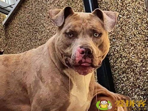 世界上十大禁犬(被禁止饲养10种狗)插图2