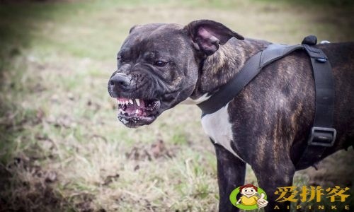 世界上十大禁犬(被禁止饲养10种狗)插图9