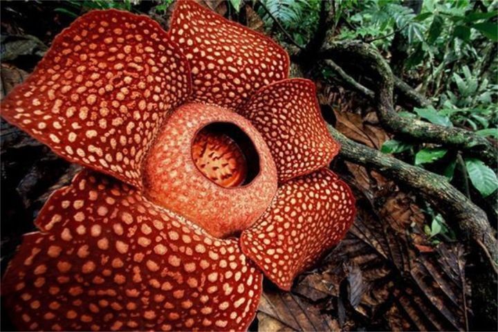 世界上最臭的花（全世界最大最恶臭的“花中窃贼”大王花）