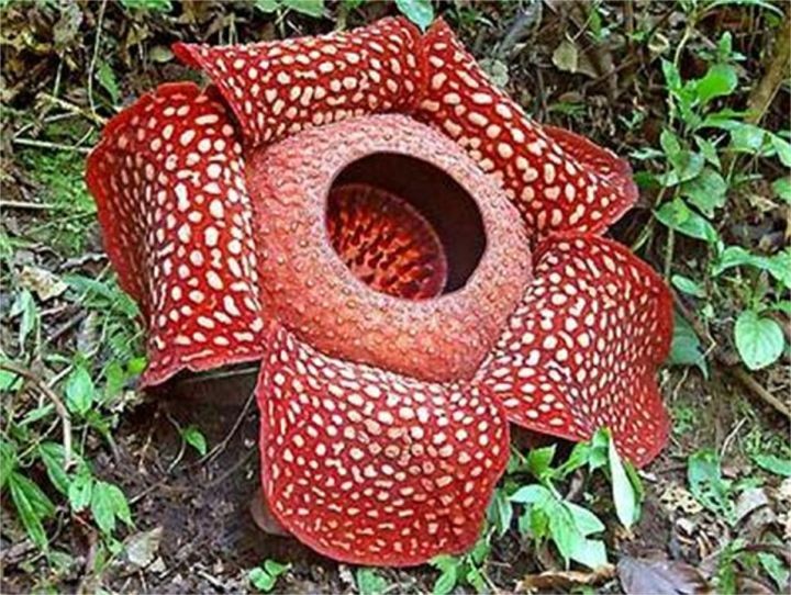 世界上最臭的花（全世界最大最恶臭的“花中窃贼”大王花）