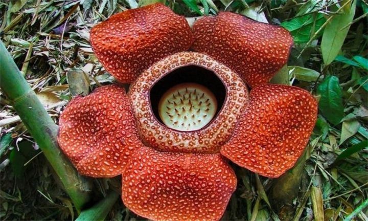世界上最臭的花（全世界最大最恶臭的“花中窃贼”大王花）