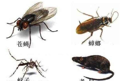 四害是哪四害，四害是哪四害？图4